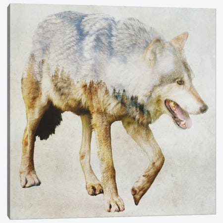 Wolf On The Prowl Canvas Print #KCU121} by Kim Curinga Canvas Artwork