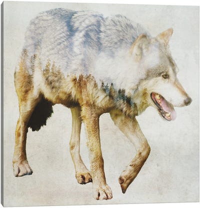 Wolf On The Prowl Canvas Art Print - Kim Curinga