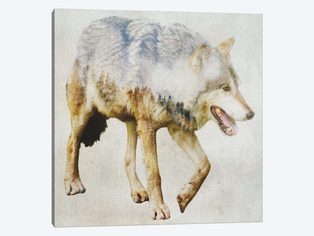 Wolf On The Prowl by Kim Curinga 1-piece Canvas Art Print