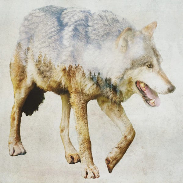 Kim Curinga: Wolf On The Prowl by Kim Curinga