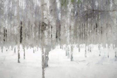 Birches In Fog by Kim Curinga art print
