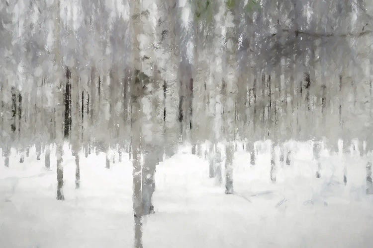 Birches In Fog