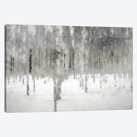 Birches In Fog Canvas Print #KCU40} by Kim Curinga Canvas Art Print