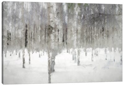 Birches In Fog Canvas Art Print - Kim Curinga