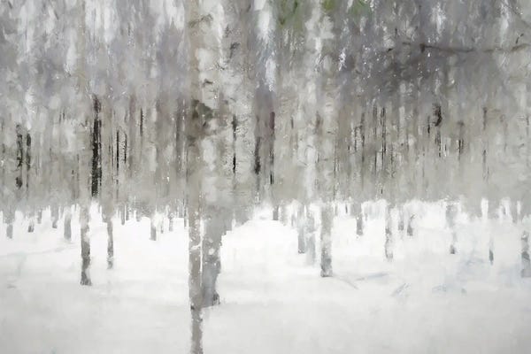 Kim Curinga: Birches In Fog by Kim Curinga