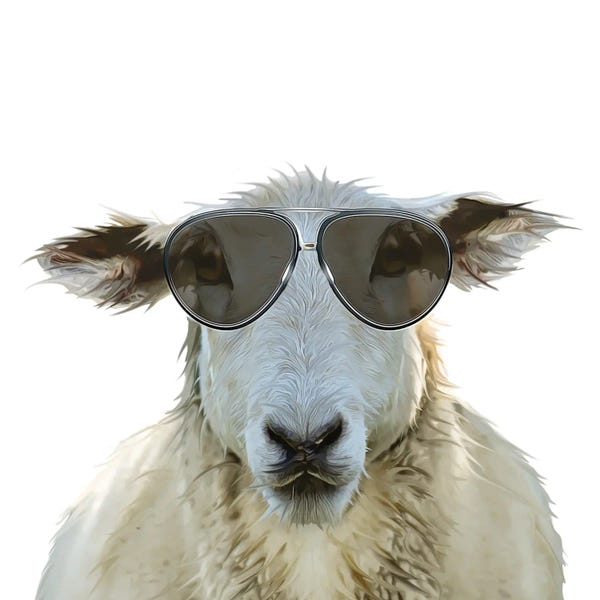 Kim Curinga: Wooly Sheep by Kim Curinga