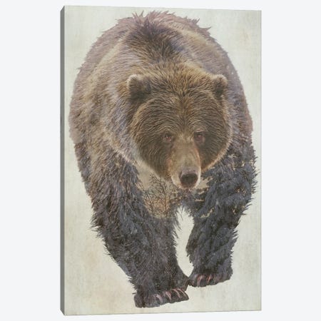 Brown Bear Canvas Print #KCU99} by Kim Curinga Canvas Wall Art