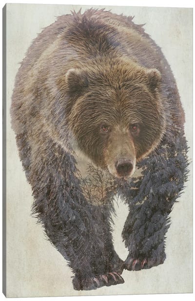 Brown Bear Canvas Art Print - Kim Curinga