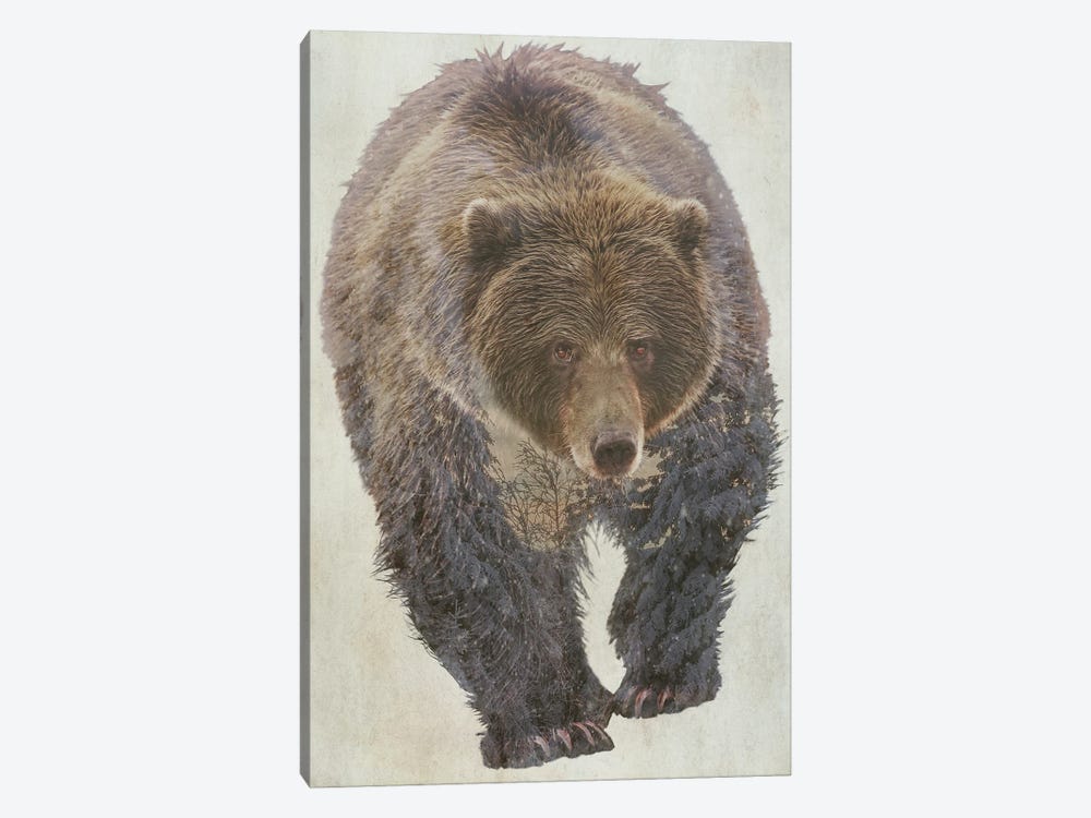 Brown Bear by Kim Curinga 1-piece Canvas Print