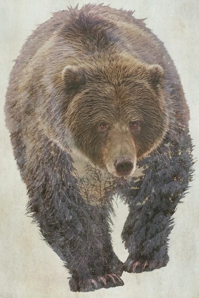 Brown Bears: Brown Bear by Kim Curinga