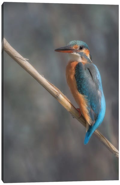 My Real Color Is Grey Canvas Art Print - Kingfisher Art