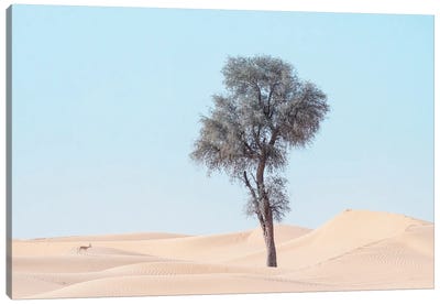 Minimal Desert Life III Canvas Art Print - Khaldoon Aldway