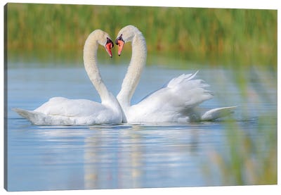 Birds In Love Canvas Art Print - Swan Art