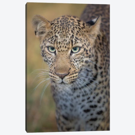 Leopard van Patrick Face Bakkum In Canvas by iCanvas Your | Print -
