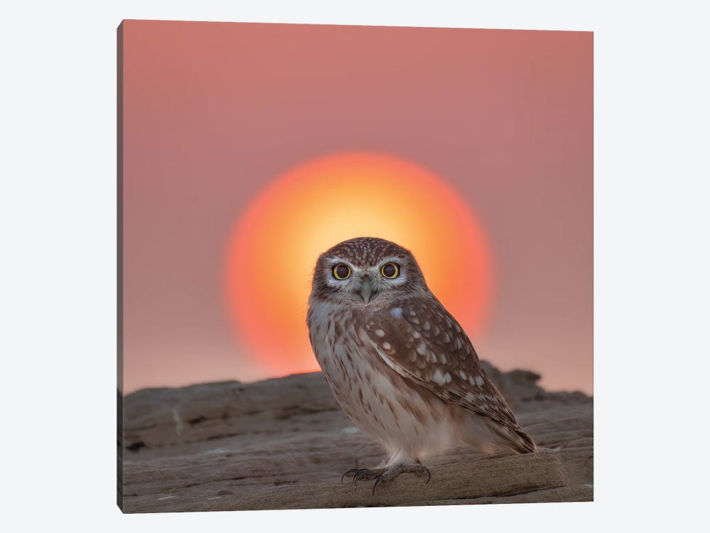 The Holy Owl by Khaldoon Aldway 1-piece Canvas Artwork