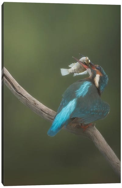 Great Catch Canvas Art Print - Kingfisher Art