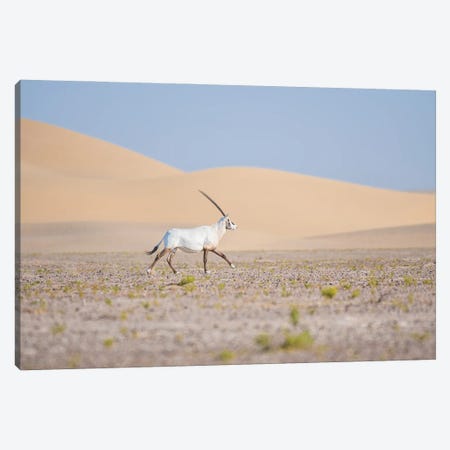 The Arabian Oryx Canvas Print #KDA64} by Khaldoon Aldway Art Print