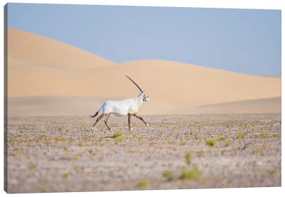 The Arabian Oryx Canvas Art Print - Antelopes
