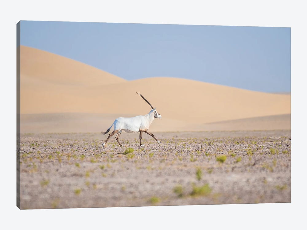 The Arabian Oryx by Khaldoon Aldway 1-piece Canvas Print