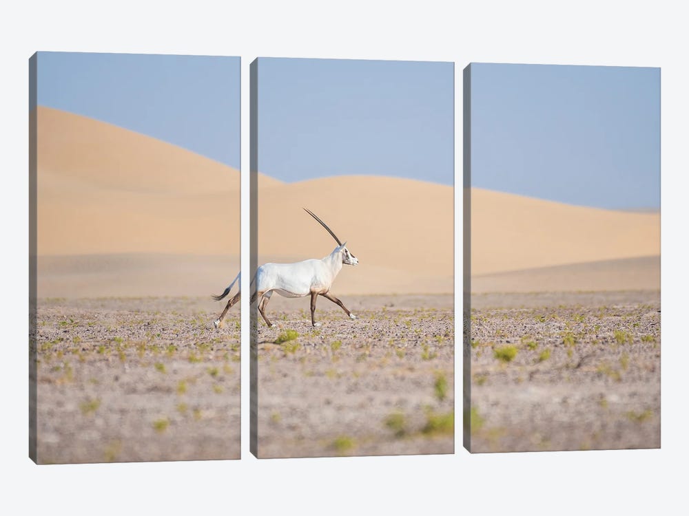 The Arabian Oryx by Khaldoon Aldway 3-piece Canvas Art Print