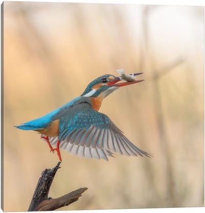 Takeoff Canvas Art Print - Kingfisher Art