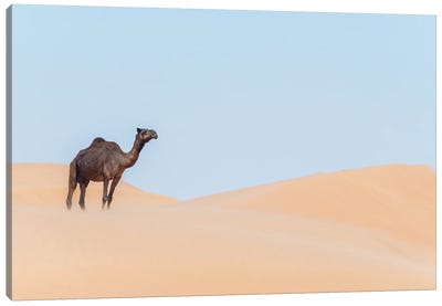 Desert Ship II Canvas Art Print - Camel Art
