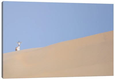 Minimal Desert Life VI Canvas Art Print - Khaldoon Aldway