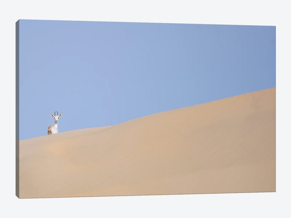 Minimal Desert Life VI by Khaldoon Aldway 1-piece Canvas Print