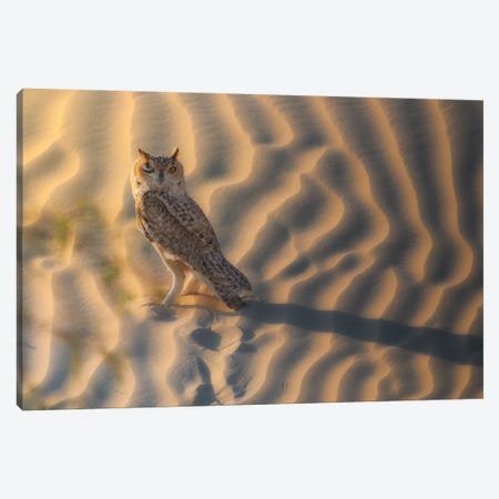Wink From The Pharaoh Eagle Canvas Print #KDA82} by Khaldoon Aldway Canvas Art