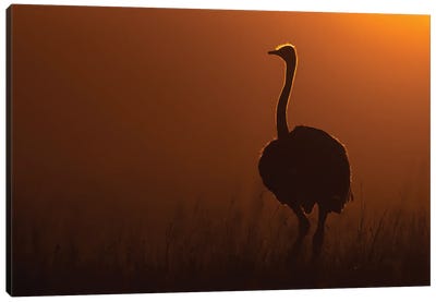 The Masai Ostrich Canvas Art Print - Ostrich Art
