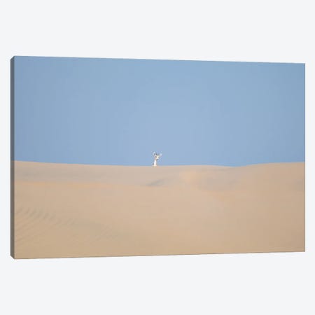 Minimal Desert Life VII Canvas Print #KDA89} by Khaldoon Aldway Canvas Artwork