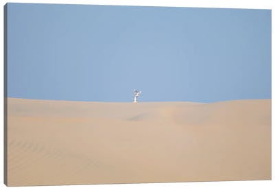 Minimal Desert Life VII Canvas Art Print - Khaldoon Aldway