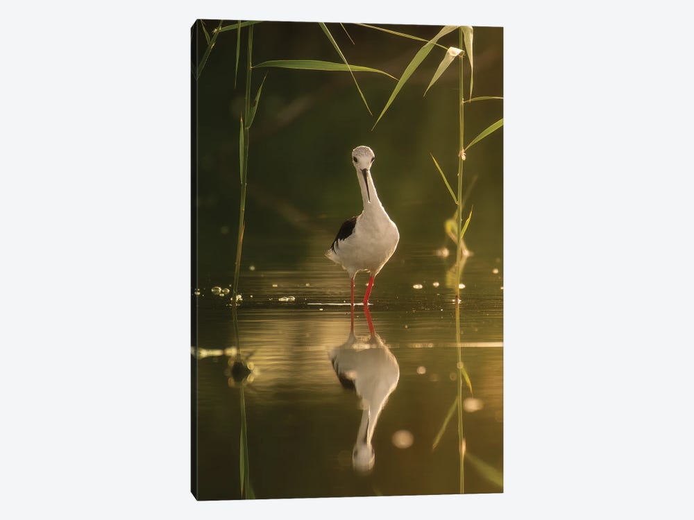 Beauty At The Lake by Khaldoon Aldway 1-piece Canvas Wall Art
