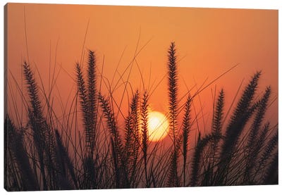 Sunrise Canvas Art Print - Grass Art