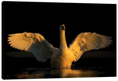 Open Your Wings Canvas Art Print - Swan Art