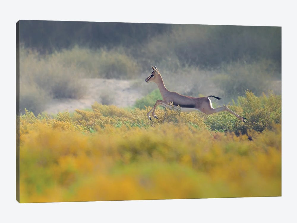 Gazelle On The Run by Khaldoon Aldway 1-piece Canvas Art