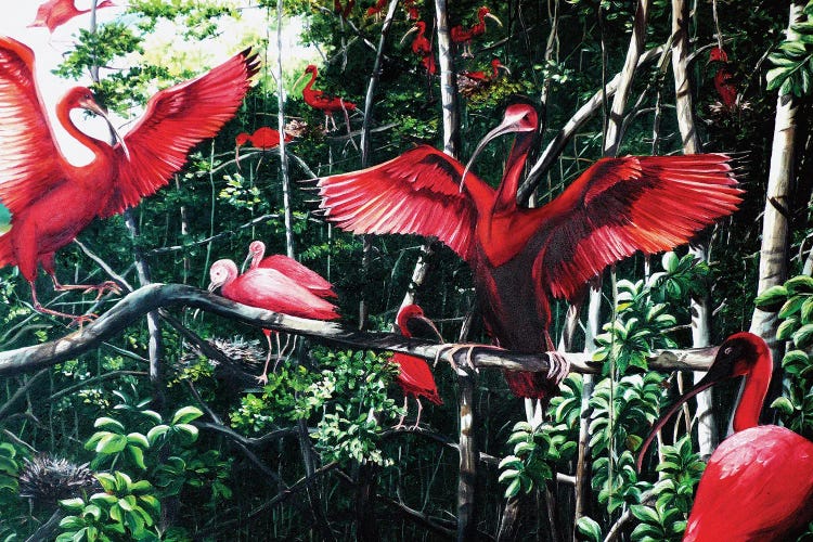 Scarlet Ibis At Roost