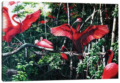 Scarlet Ibis At Roost Canvas Art Print - Jungles