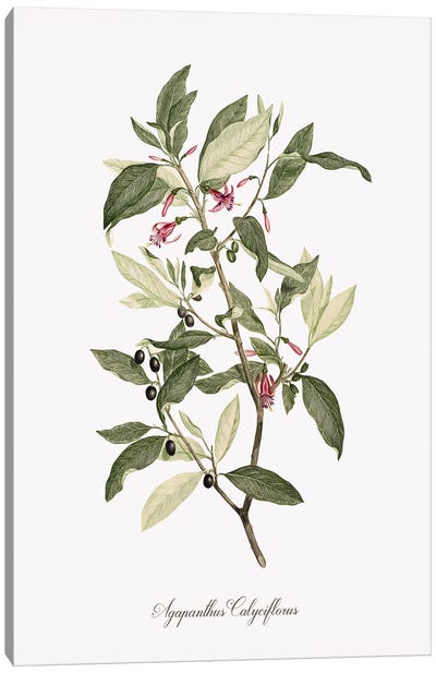 Botanical Agapanthus Canvas Art Print - Botanical Illustrations