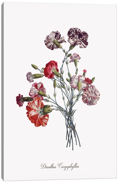 Botanical Carnation Canvas Art Print