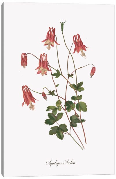Botanical Columbine Canvas Art Print