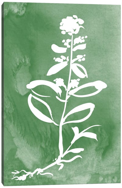 Green Botanical III Canvas Art Print - Minimalist Flowers