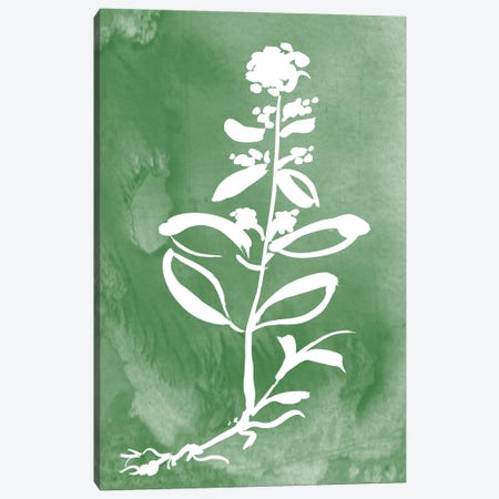 Green Botanical III Canvas Print #KDO49} by Kelly Donovan Canvas Wall Art
