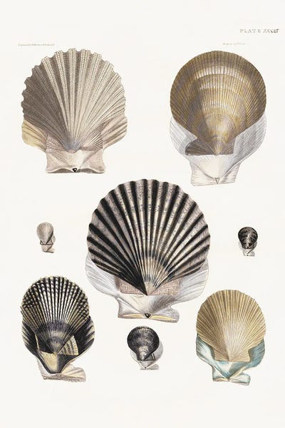 Vintage Shell I by Kelly Donovan framed wall art