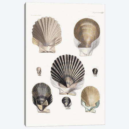 Vintage Shell I Canvas Print #KDO50} by Kelly Donovan Canvas Print