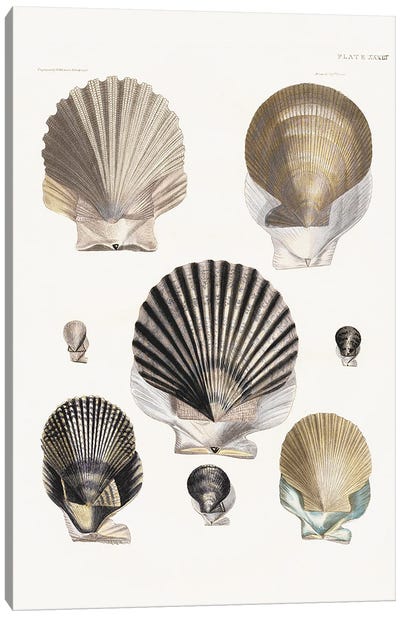 Vintage Shell I Canvas Art Print