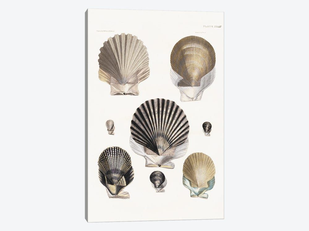 Vintage Shell I by Kelly Donovan 1-piece Art Print