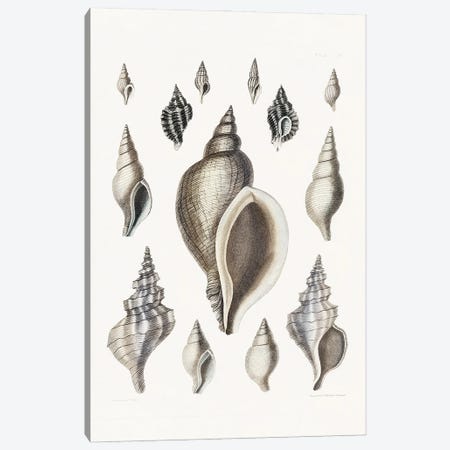 Vintage Shell II Canvas Print #KDO51} by Kelly Donovan Art Print