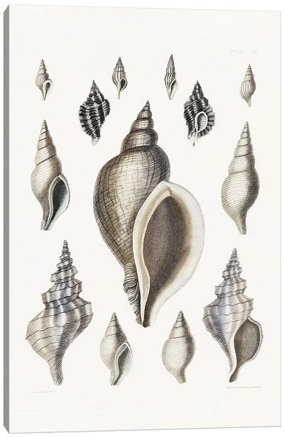 Vintage Shell II Canvas Art Print