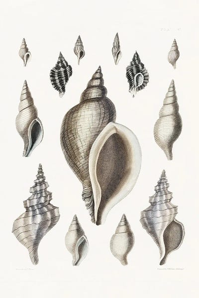 Vintage Animal Illustrations: Vintage Shell II by Kelly Donovan